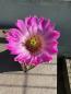 Preview: Echinocereus canyonensis toroweapensis